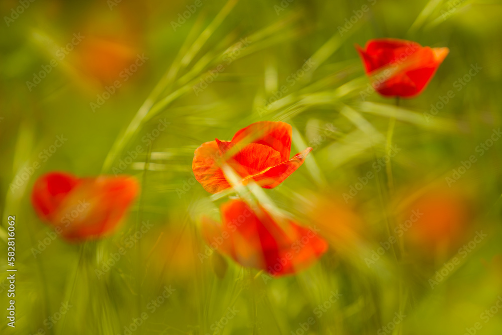 Blurred summer landscape of some poppies in a wheat field. Blurred summer landscape of some poppies in a wheat field.