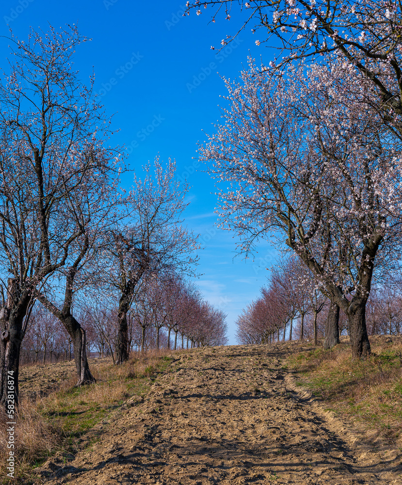 Spring, almonds, flower, trees, orchard, sun, Spring, almonds, flower, trees, orchard, sun,