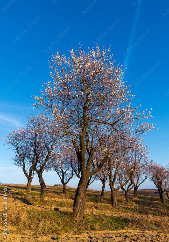 Spring, almonds, flower, trees, orchard, sun,