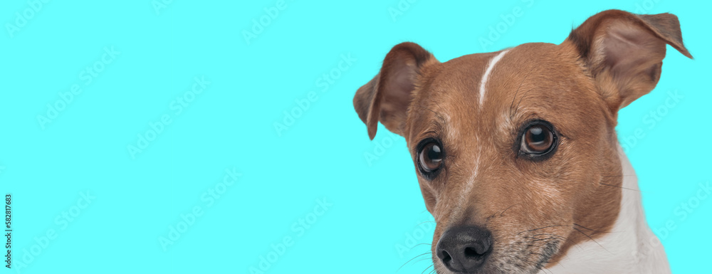 close up picture of cute jack russell terrier puppy with big eyes looking forward