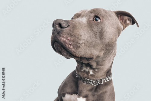 American Staffordshire Terrier dog looking to side © Viorel Sima