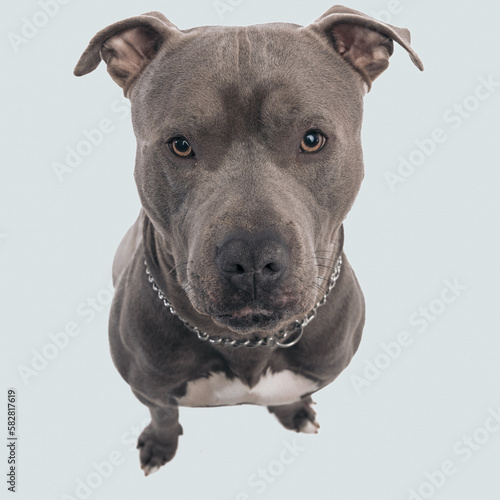 American Staffordshire Terrier dog posing with humble eyes