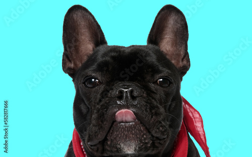 beautiful picture of lovely french bulldog puppy sticking out tongue © Viorel Sima
