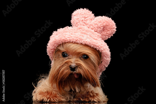 Foto cute yorkshire terrier dog wearing pink hoodie and sticking out tongue