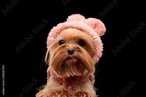 cute little yorkshire terrier dog with pink hoodie with ears sticking out tongue