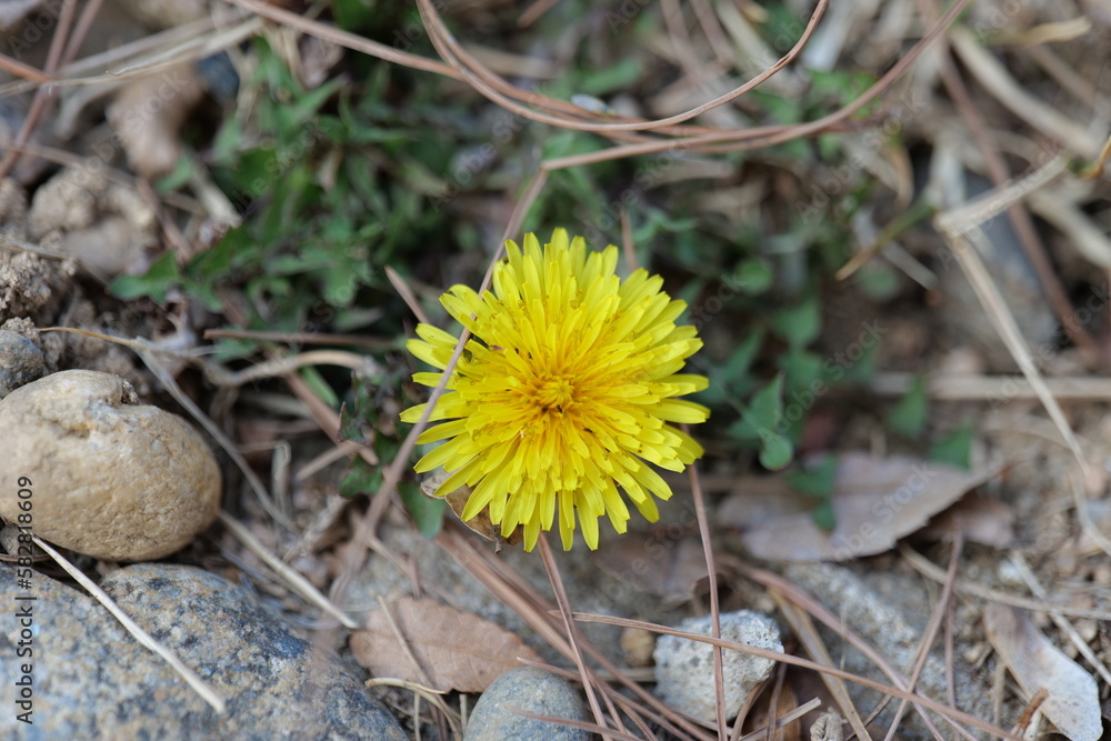 flower, 네이처, yellow, 봄, 민들레, 식물, 목초, flower, 식물, 여름, 블로섬, 목초지, 나물, 매크로, 개화, 근접, 미, 들판, 뜰, 개화, 약물