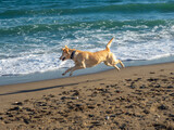 Perro de raza labrador corriendo por la orilla de la playa