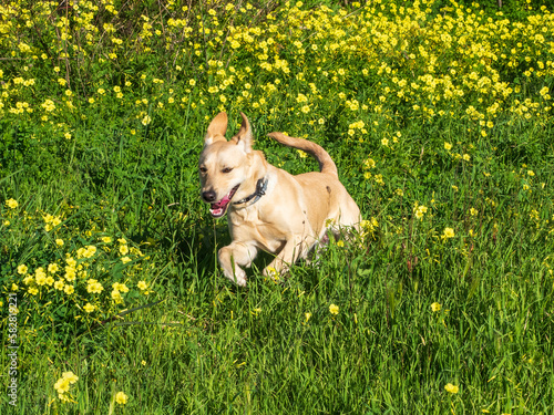 Perro de raza saltando por el campo en primavera