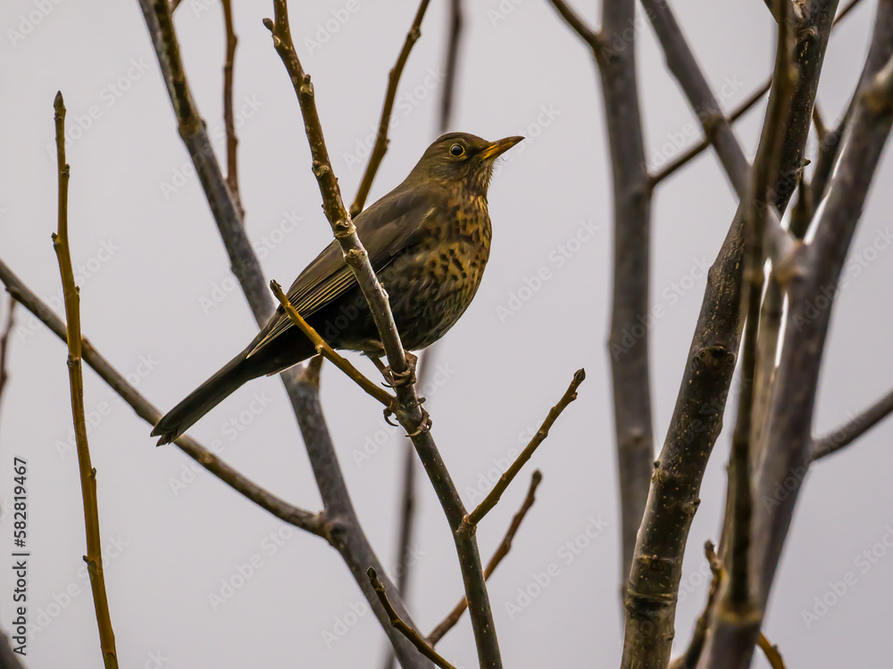 Blackbird female perching on bare tree branches Blackbird female perching on bare tree branches