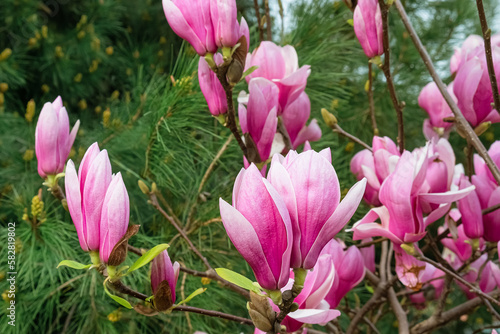 Spring magnolia flowers blooming on magnolia tree in the park. Tender pink flowers