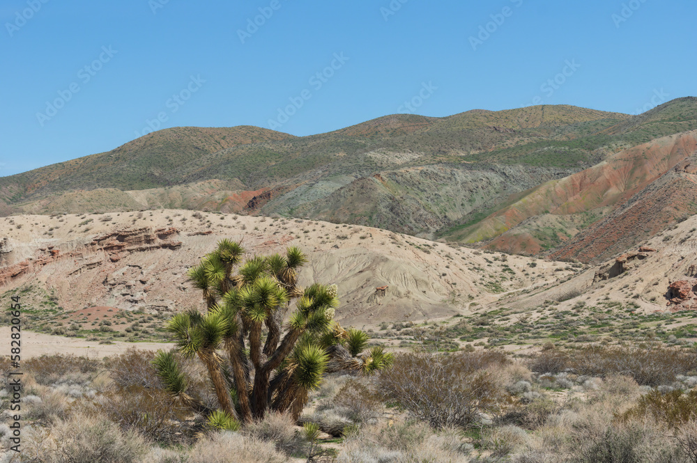 Joshua tree, Yucca Brevifolia, shown in the Mojave Desert, California.
