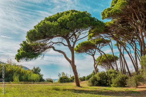 Park of Italian pines on the seashore on a bright sunny day. Tuscany, Italy.