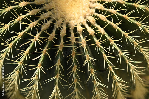 symmetrical photo of cactus needles, cactus texture, cactus needles close-up, cactus lines close-up, macro succulent needles close-up, green texutra succulent 