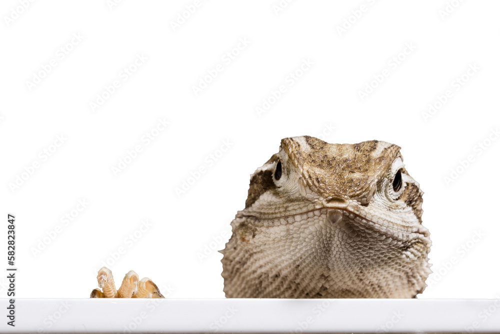 lizard as transparent png cut out, look in the camera with one feet ...