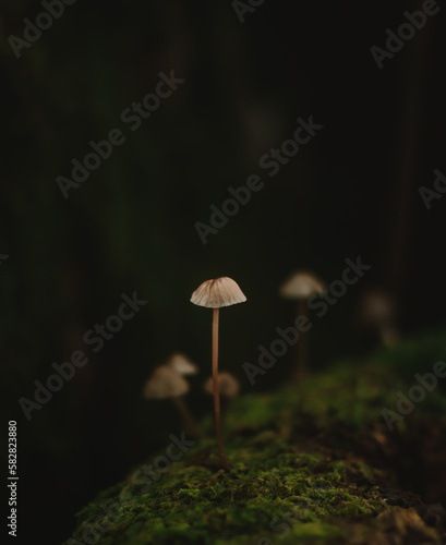 Mushroom on tree top