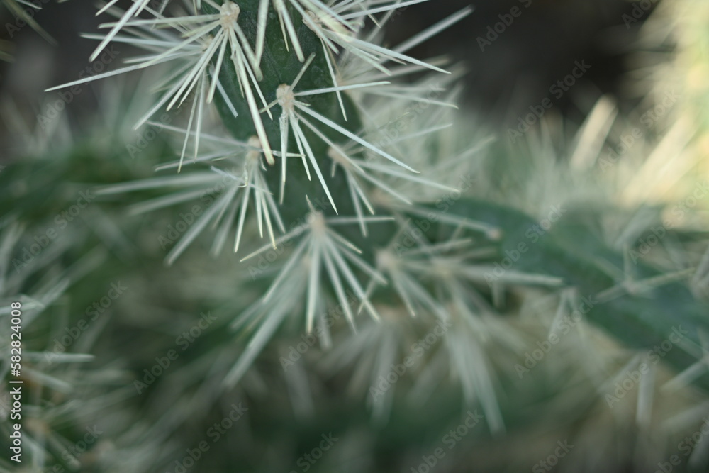 cactus texture, cactus needles close-up, cactus lines close-up, macro succulent needles close-up, green texutra succulent cactus texture, cactus needles close-up, cactus lines close-up, macro succulent needles close-up, green texutra succulent