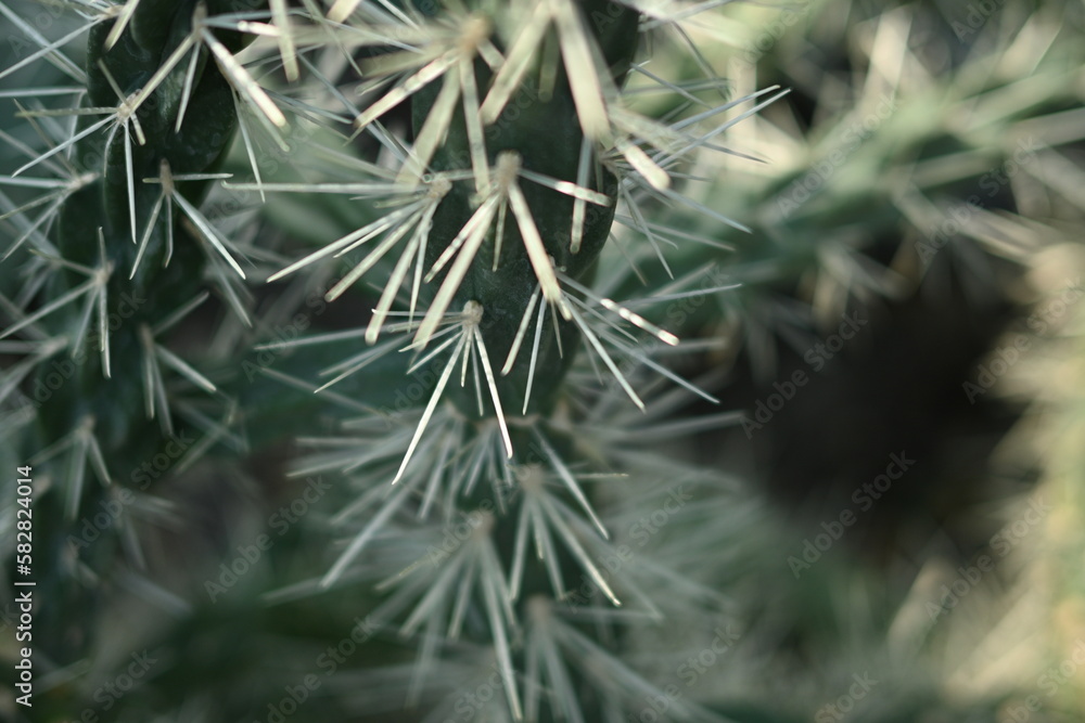 cactus texture, cactus needles close-up, cactus lines close-up, macro succulent needles close-up, green texutra succulent cactus texture, cactus needles close-up, cactus lines close-up, macro succulent needles close-up, green texutra succulent