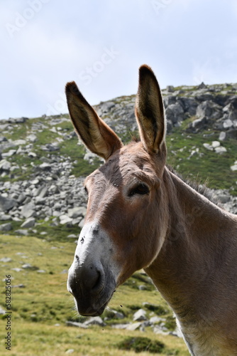 The donkey in the alpine pasture, with flies buzzing around its muzzle