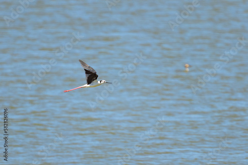 A black winged stilt flying on a sunny day