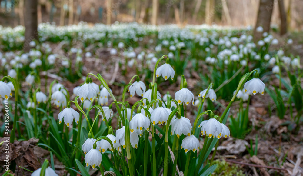 Fototapeta premium Leucojum vernum (spring snowflake) in spring forest, Czech republic, Europe