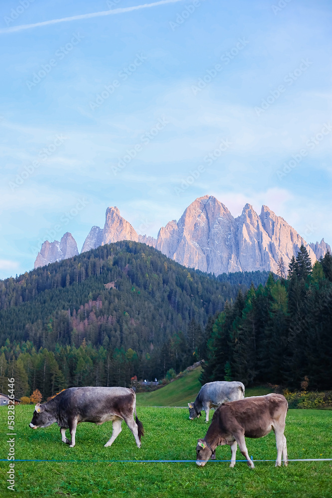 Cows Eating Grass with the View of the Dolomites Peaks - Santa Maddalena, Val Di Funes, Tyrol, Italy