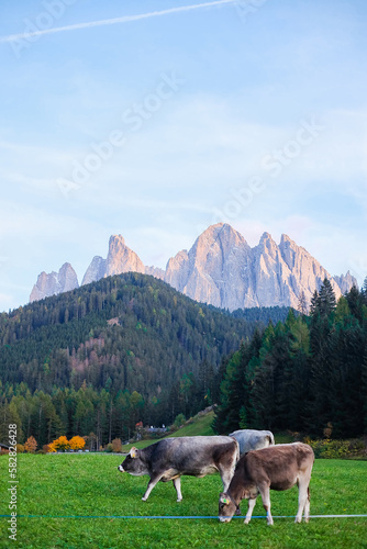 Cows Eating Grass with the View of the Dolomites Peaks - Santa Maddalena  Val Di Funes  Tyrol  Italy