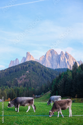 Cows Eating Grass with the View of the Dolomites Peaks - Santa Maddalena, Val Di Funes, Tyrol, Italy © Jiratchaya