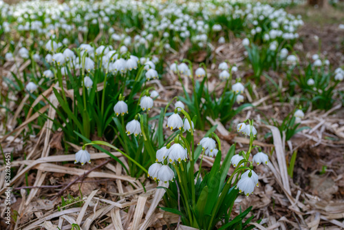 Leucojum vernum  spring snowflake  in spring forest  Czech republic  Europe