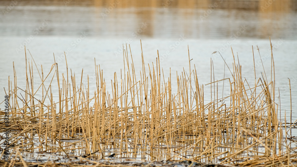 dry reed stubbles on the shore of a river Lielupe, Latvia in early spring dry reed stubbles on the shore of a river Lielupe, Latvia in early spring