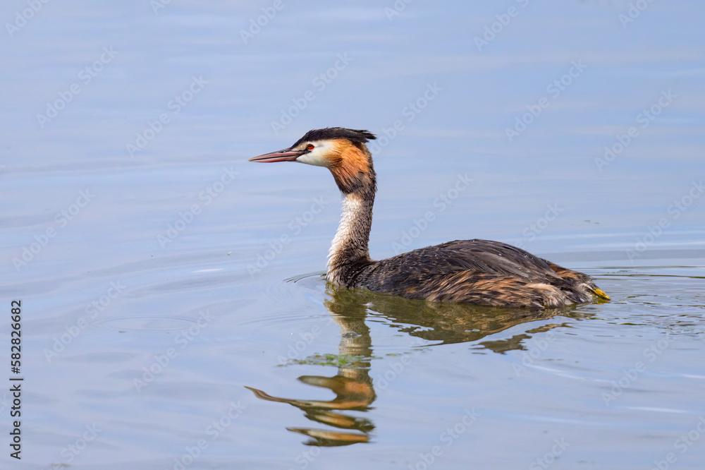 Great crested grebe swimming on a lake Great crested grebe swimming on a lake