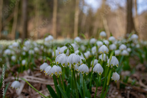 Leucojum vernum  spring snowflake  in spring forest  Czech republic  Europe