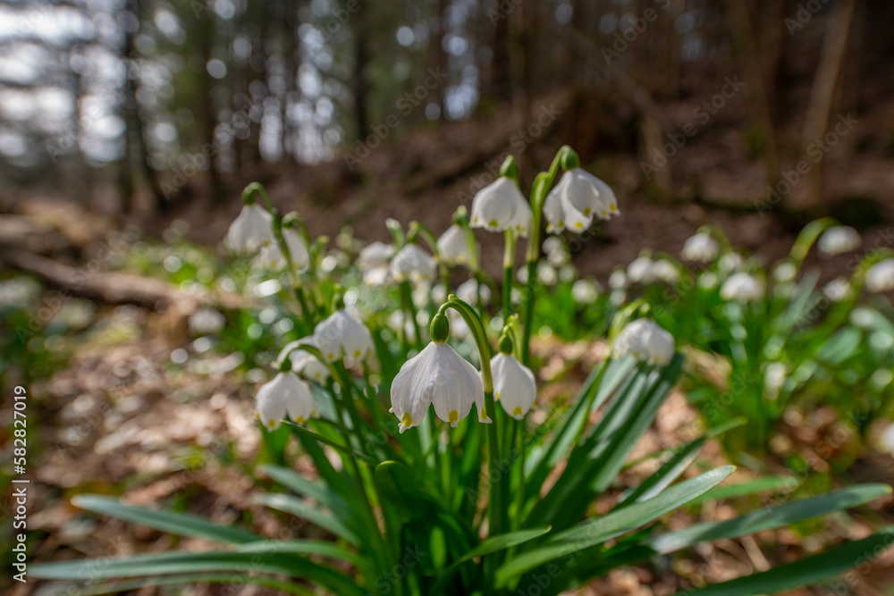 Leucojum vernum (spring snowflake) in spring forest, Czech republic, Europe Leucojum vernum (spring snowflake) in spring forest, Czech republic, Europe