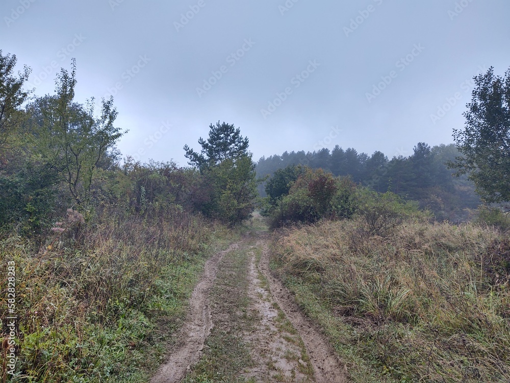 Magic trees and paths in the forest. Slovakia Magic trees and paths in the forest. Slovakia