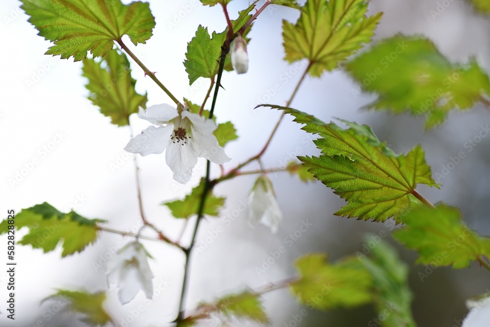Rubus palmatus flowers. Rosaceae deciduous shrub. White flowers bloom downward from March to May, and ripe orange berries around June are sweet and delicious. Rubus palmatus flowers. Rosaceae deciduous shrub. White flowers bloom downward from March to May, and ripe orange berries around June are sweet and delicious.