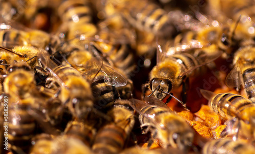 Beautiful honeycomb with bees close-up. A swarm of bees crawls through the combs collecting honey. Beekeeping, wholesome food for health.