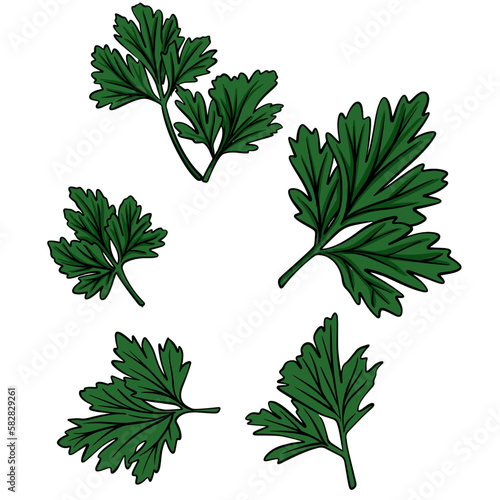 Vector hand drawn illustration of green fresh parsley isolated on the white background. Vegan food, Mediterranean Kitchen