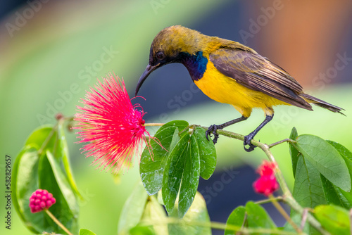 The olive-backed sunbird (Cinnyris jugularis), also known as the yellow-bellied sunbird, is a species of sunbird found from Southern Asia to Australia.