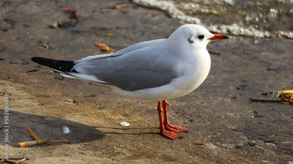 Obraz premium seagull on the beach