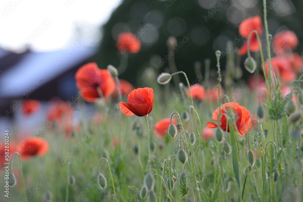 Fototapeta premium rote Klatschmohnblüten im Getreidefeld