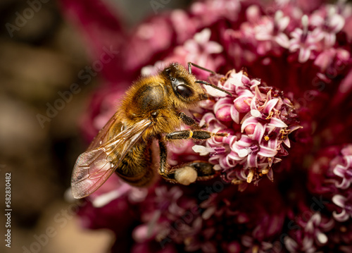 Wallpaper Mural European honey bee (Apis mellifera) feasting and pollinating a flower Torontodigital.ca