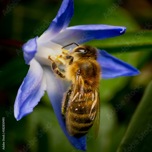 Wallpaper Mural European honey bee (Apis mellifera) feasting and pollinating a flower Torontodigital.ca
