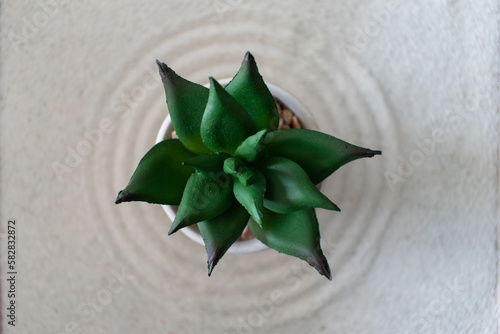 green plant in sand