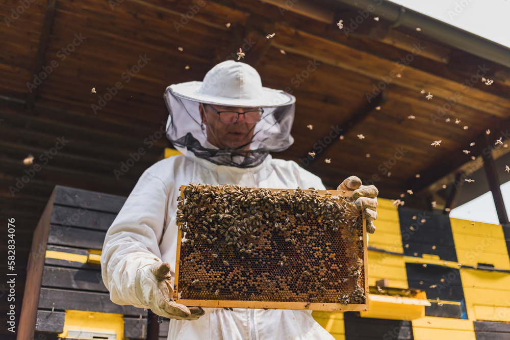 Hobby honey farmer standing in an apiary, in front of beehives, holding a wooden hive frame covered with bees and comb Hobby honey farmer standing in an apiary, in front of beehives, holding a wooden hive frame covered with bees and comb