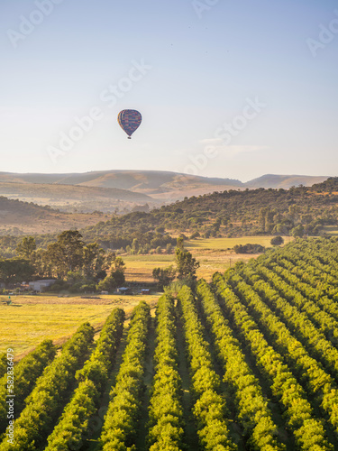 Rows of fruit treet and a Colourful hot air balloon flying over them in Magaliesburg at down  Gauteng  South Africa