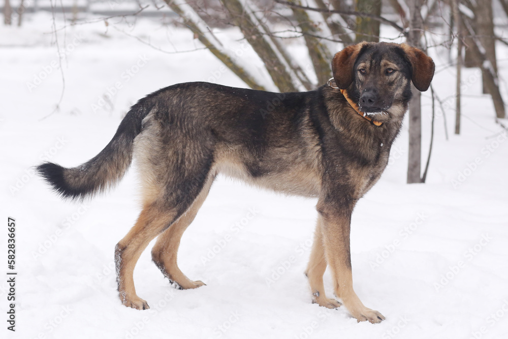shepherd dog puppy full body photo on white snow background shepherd dog puppy full body photo on white snow background