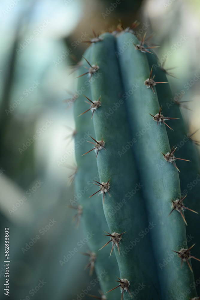 green cactus on green background green cactus on green background