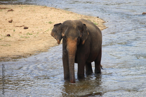 Photography elephant in the river