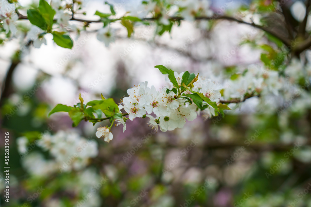 White flowers of Prunus Cerasifera closeup. Cherry plum tree White flowers of Prunus Cerasifera closeup. Cherry plum tree