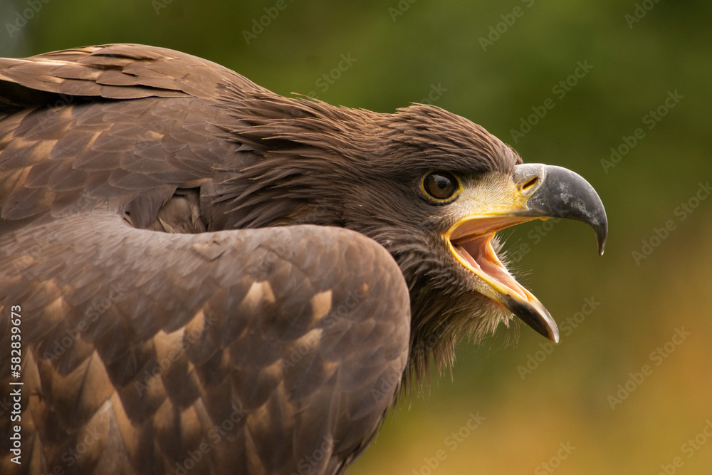 Eagle Eagle