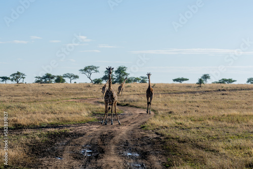 wild giraffes in Serengeti National Park in the heart of Africa